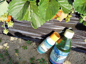 田园尝鲜 小心农药从口入